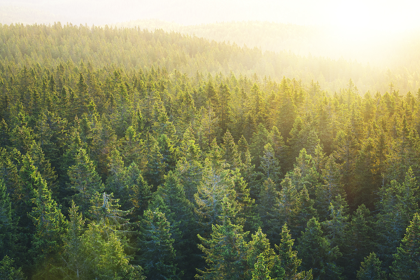 Aerial view on green pine forest illuminated by the morning sunlight.